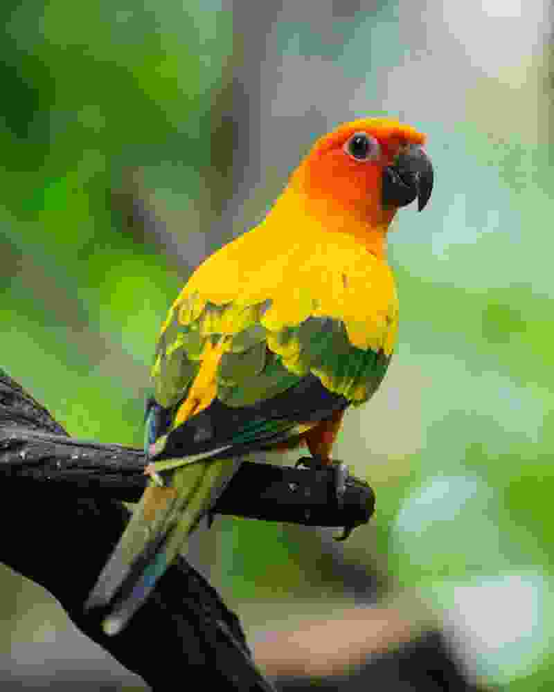 Category Image